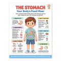 Laminated educational poster about the stomach with simple body science illustrations and QR code