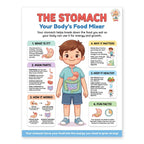 Laminated human body anatomy poster set with QR codes for narrated audio lessons — view 8