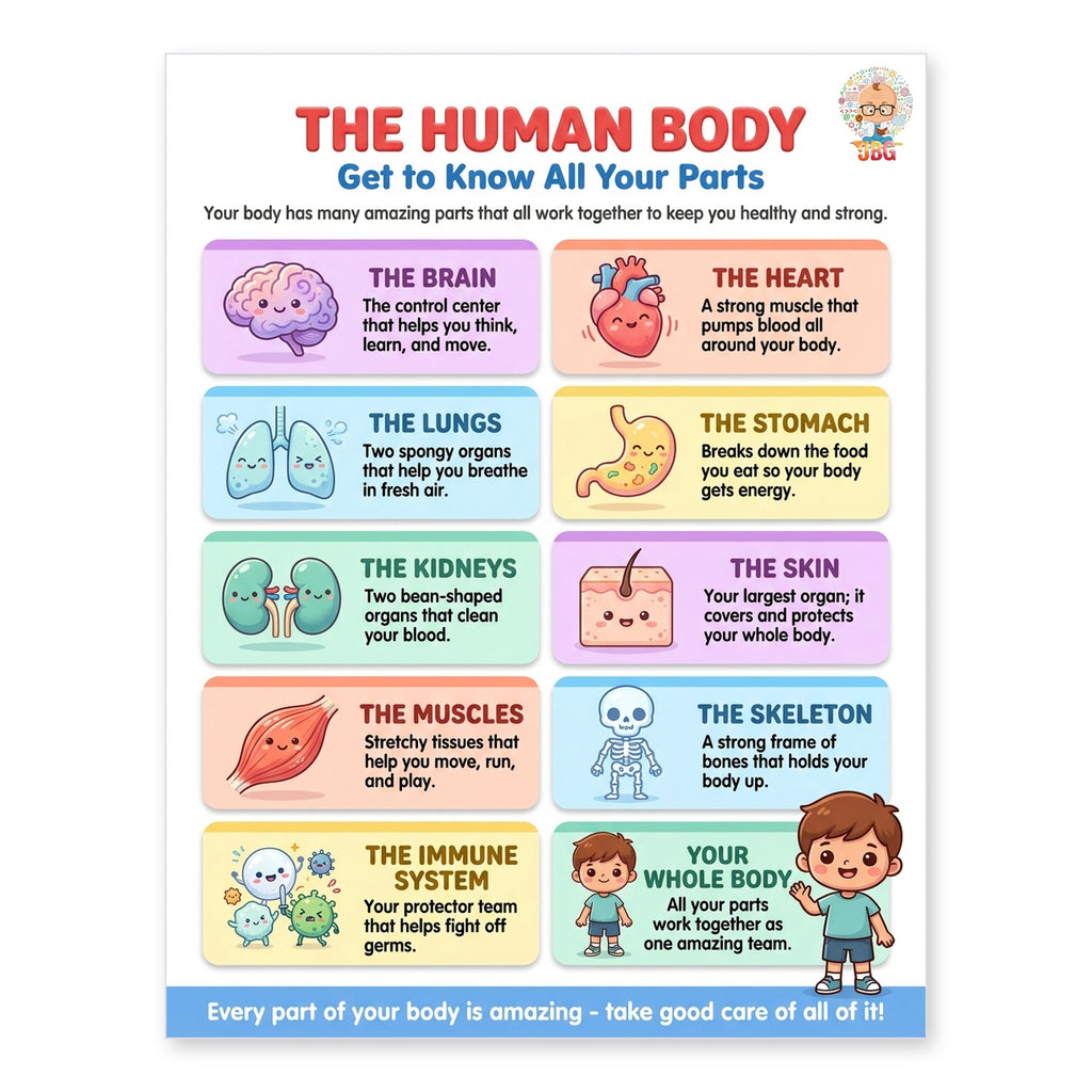 Six laminated human body anatomy posters with QR codes for narrated audio lessons — view 4