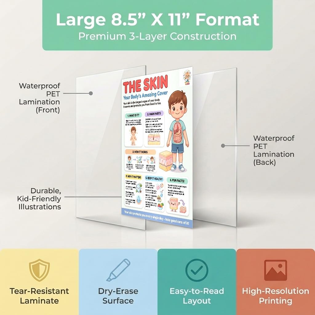 JELLY BEAN GENIUS Human Skin Poster – Laminated Dry-Erase Anatomy Chart for Classroom & Homeschool | Integumentary Science Wall Poster 8.5x11