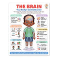 Laminated human body anatomy poster showing major body parts and systems for kids