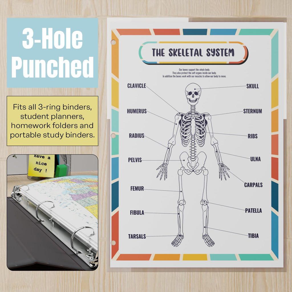 Human Body Organs & Skeletal System Reference Page – Laminated, Double-Sided 3-Ring Binder Insert – Durable Anatomy Diagram for Study & Binder Organization (2 Pack)
