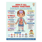 Six laminated human body anatomy posters with QR codes for narrated audio lessons — view 9