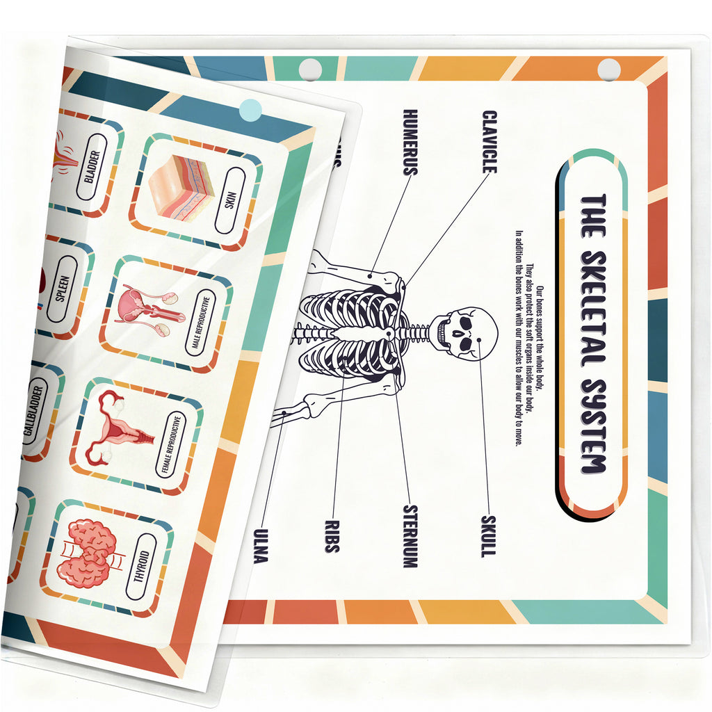 Human Body Organs & Skeletal System Reference Binder Insert (Double-Sided) | Reusable Learning Chart for Kids
