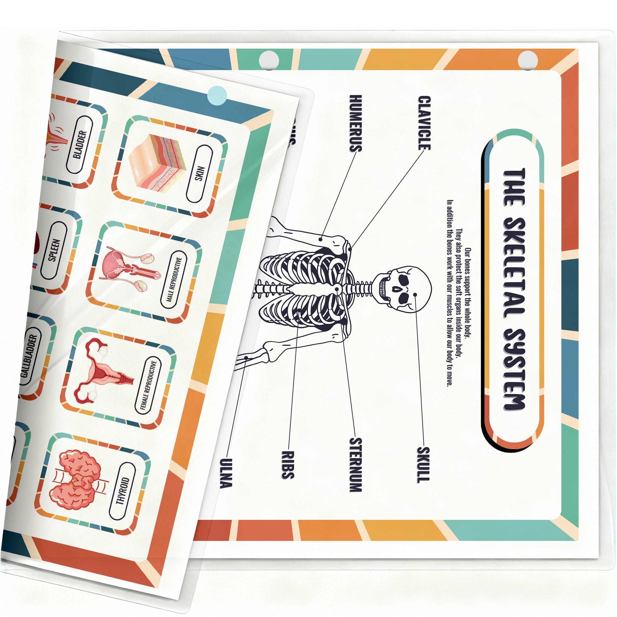 Human Body Organs & Skeletal System Reference Binder Insert (Double-Sided) | Reusable Learning Chart for Kids