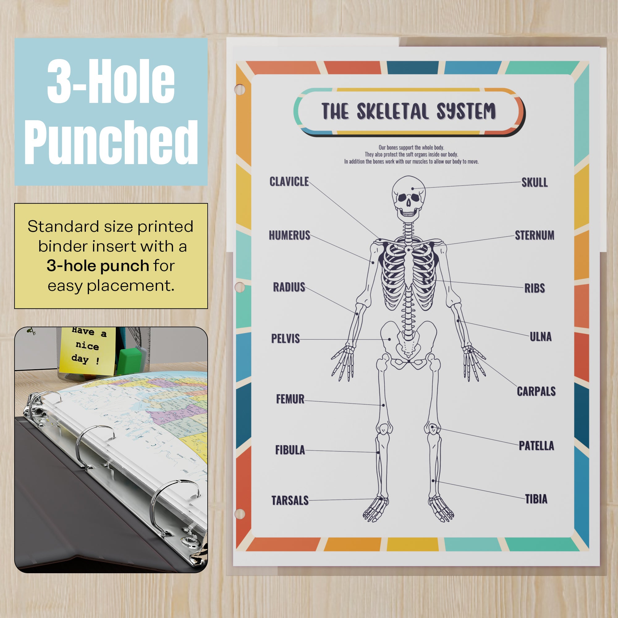 Human Body Organs & Skeletal System Reference Binder Insert (Double-Sided) | Reusable Learning Chart for Kids
