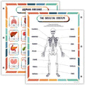 Human Body Anatomy Reference Page | Reusable Learning Chart for Kids