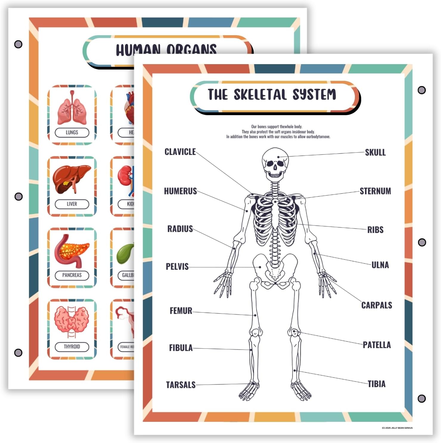 Human Body Anatomy Reference Page | Reusable Learning Chart for Kids