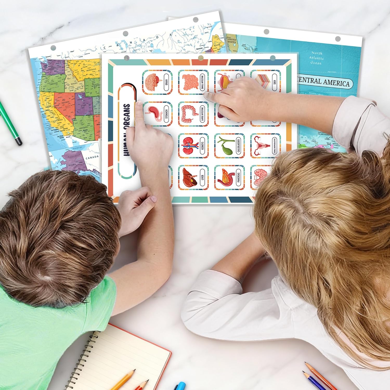 Human Body Anatomy Reference Page | Reusable Learning Chart for Kids