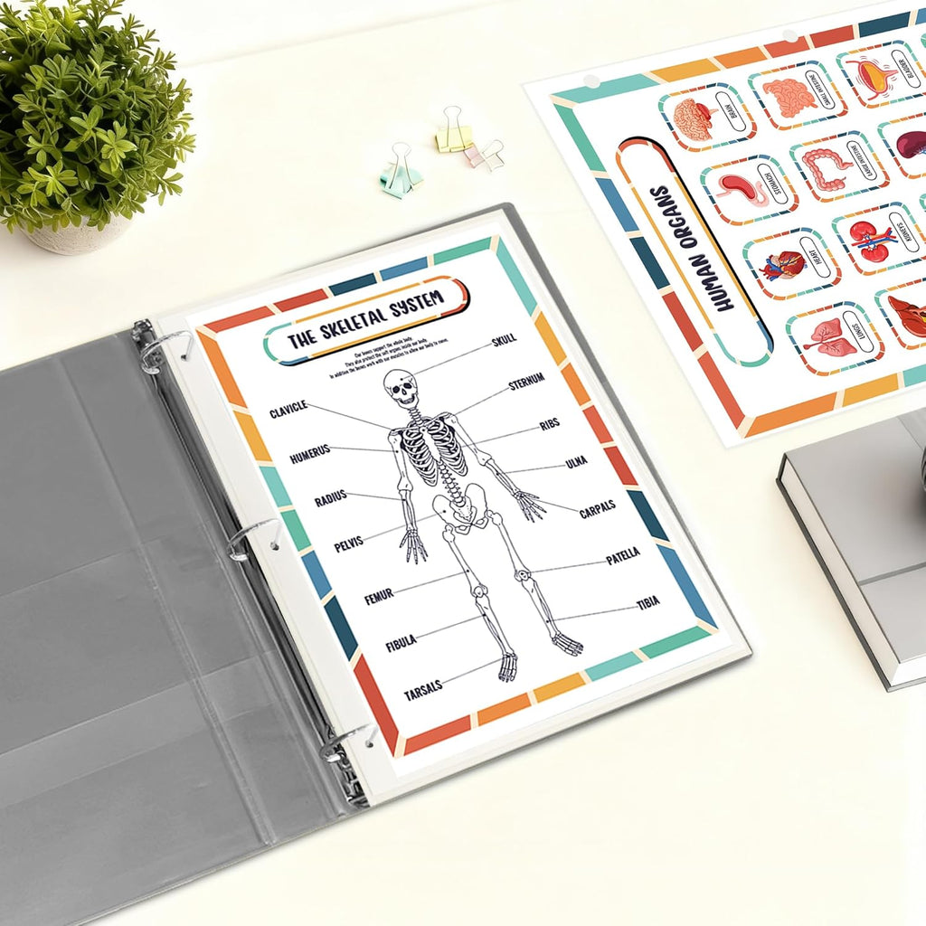Human Body Anatomy Reference Page | Reusable Learning Chart for Kids