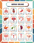 Human Body Anatomy Reference Page | Reusable Learning Chart for Kids