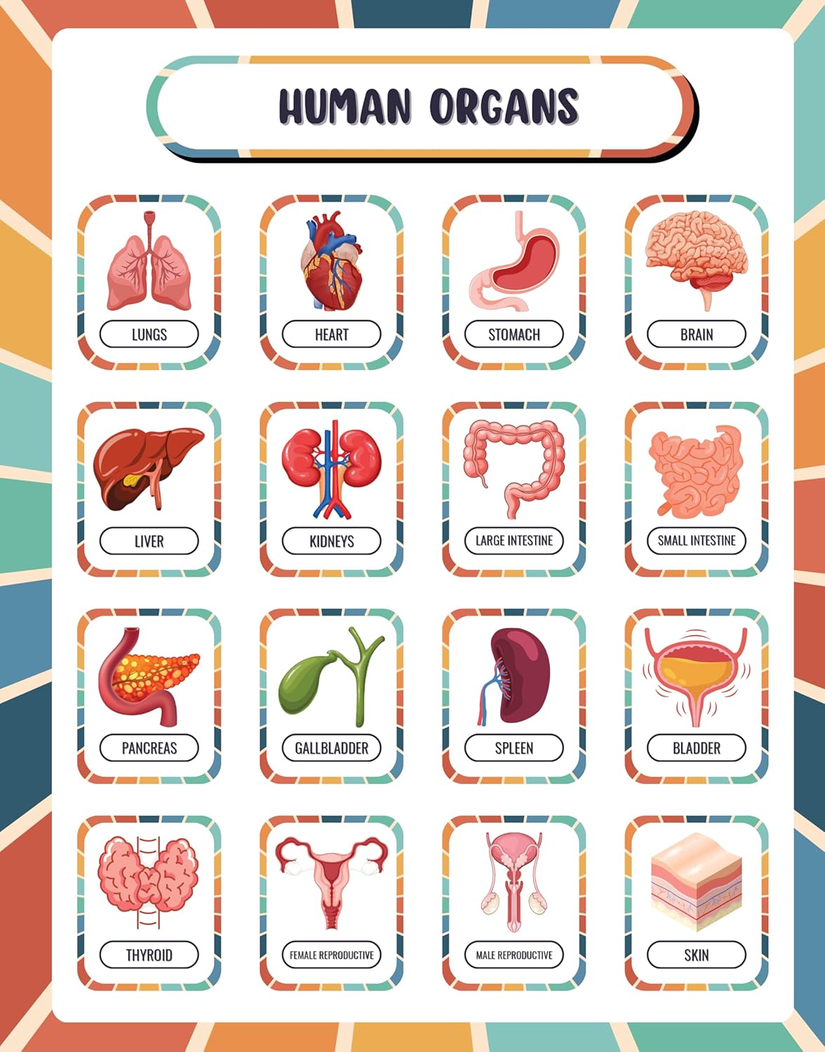 Human Body Anatomy Reference Page | Reusable Learning Chart for Kids