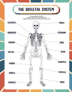 Human Body Anatomy Reference Page | Reusable Learning Chart for Kids