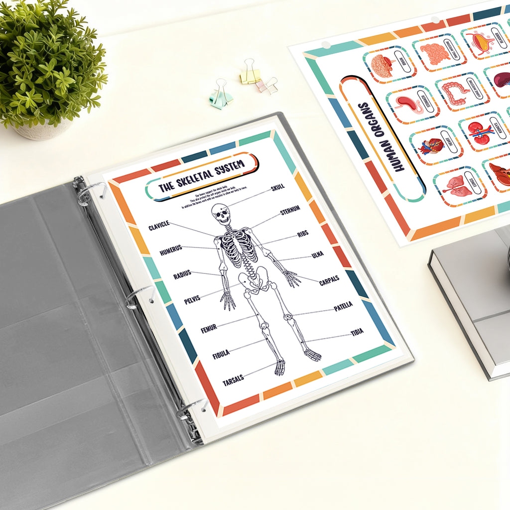 Human Body Organs & Skeletal System Reference Binder Insert (Double-Sided) | Reusable Learning Chart for Kids