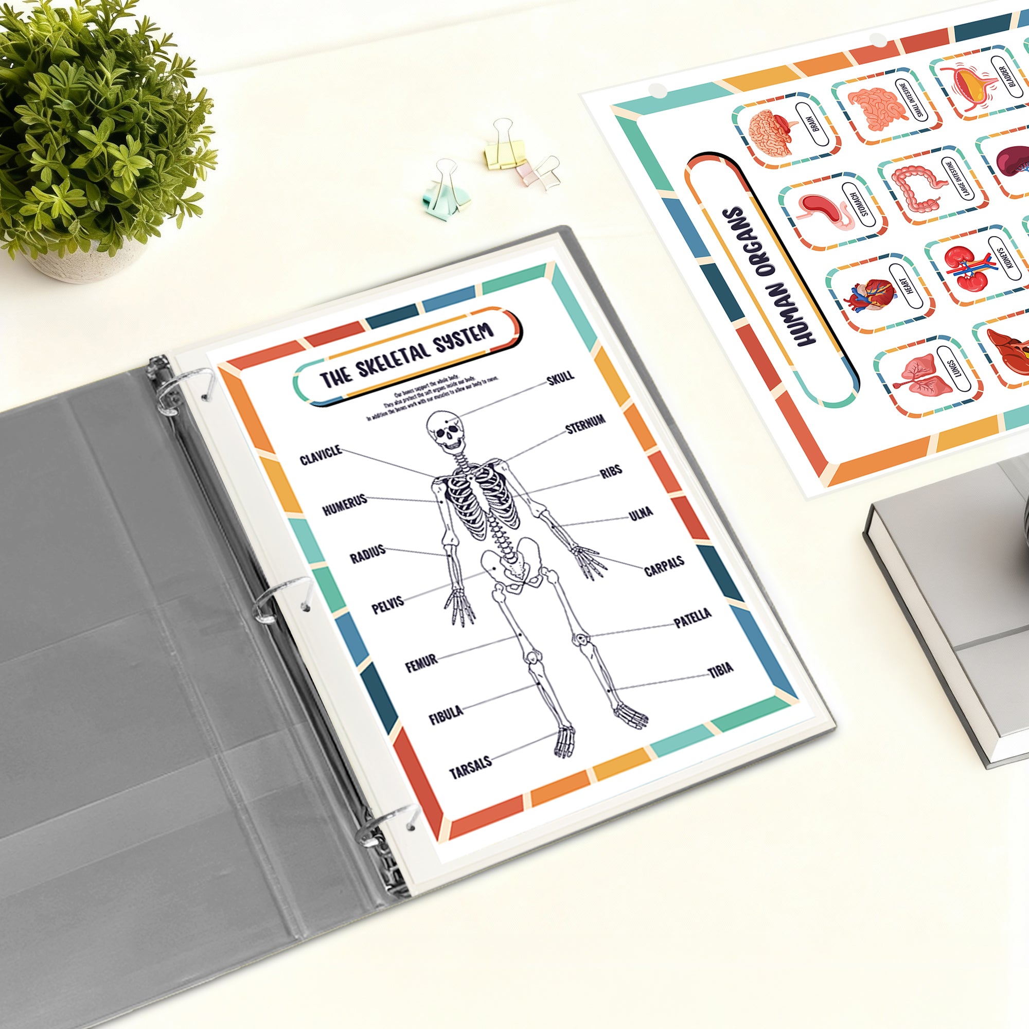 Human Body Organs & Skeletal System Reference Binder Insert (Double-Sided) | Reusable Learning Chart for Kids