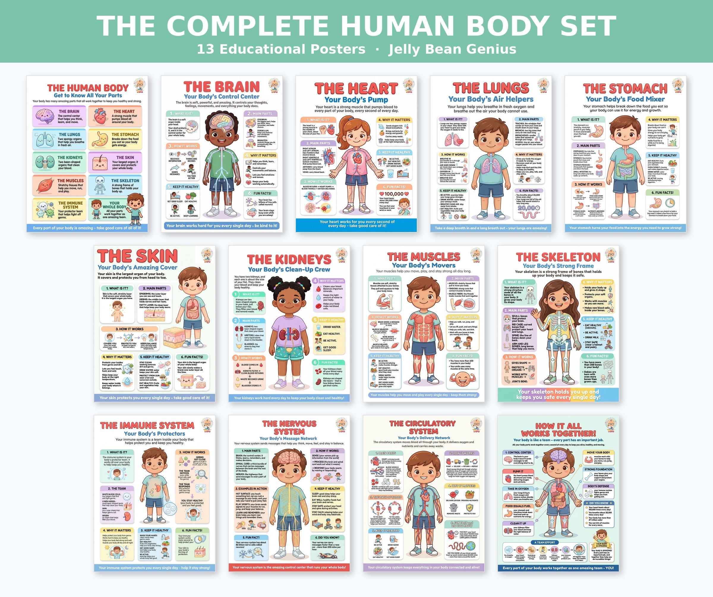 Laminated human body anatomy poster set with QR codes for narrated audio lessons
