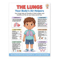 Educational poster showing the lungs with clear labels and colorful anatomy illustrations.