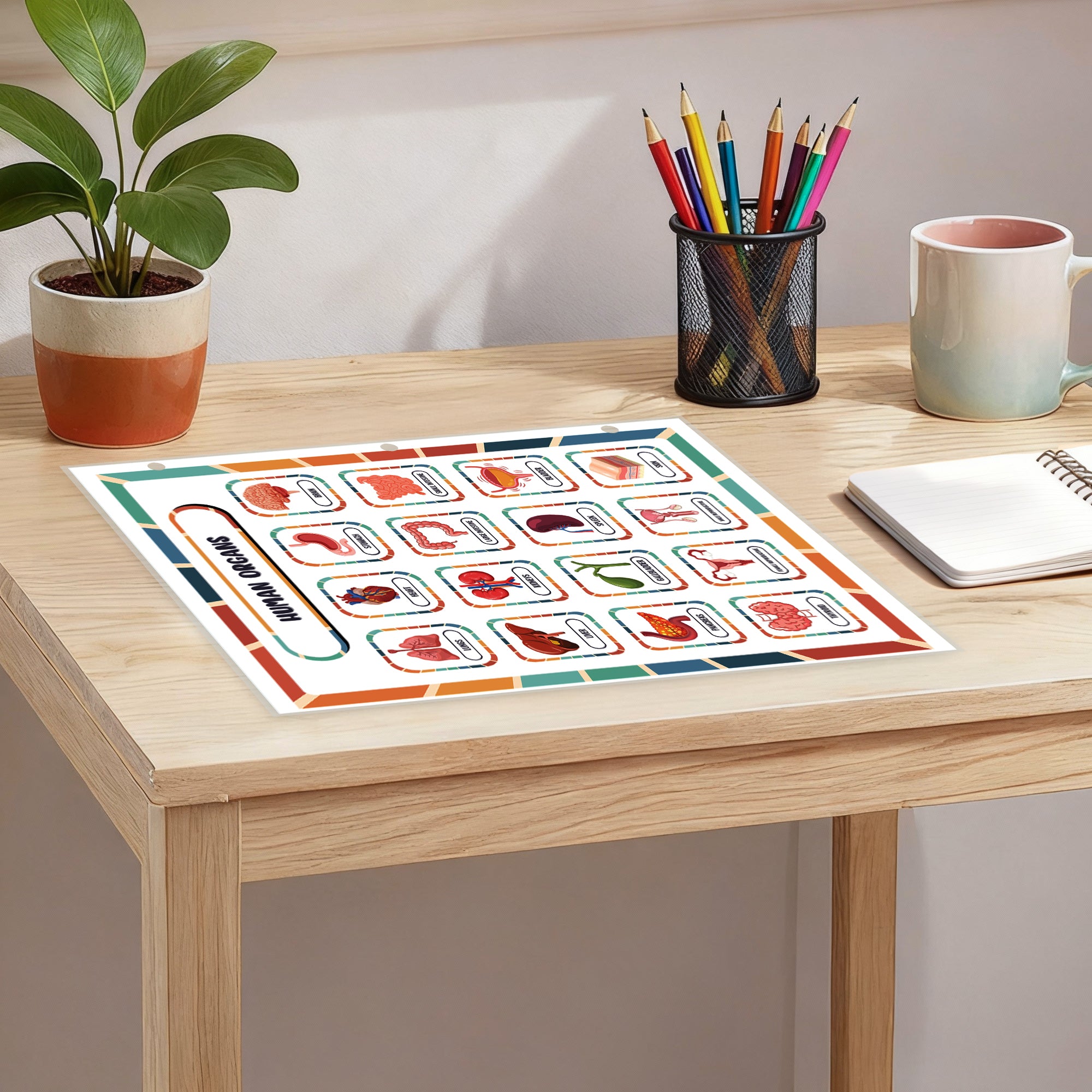 Human Body Organs & Skeletal System Reference Binder Insert (Double-Sided) | Reusable Learning Chart for Kids
