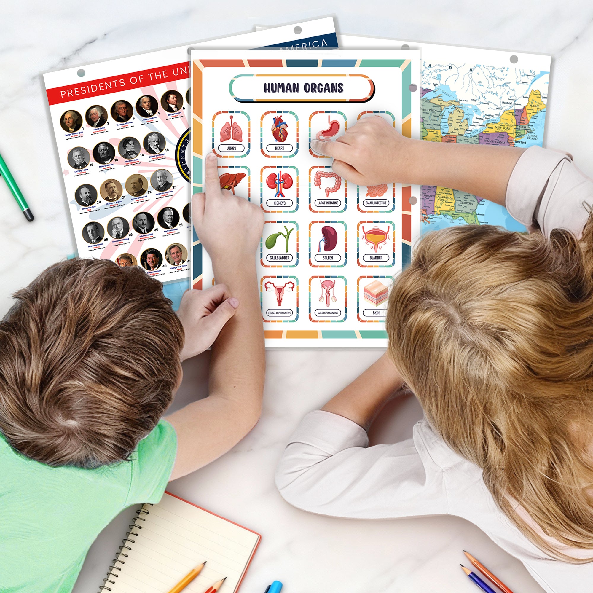 Human Body Organs & Skeletal System Reference Binder Insert (Double-Sided) | Reusable Learning Chart for Kids